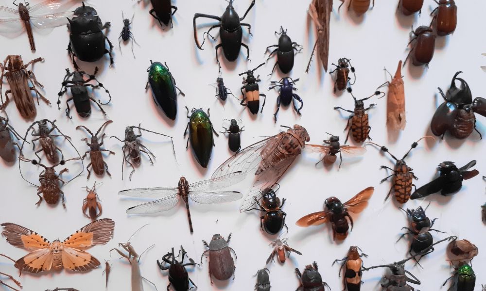 Study Of Insects For Short Nyt