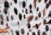 Why It’s Important to Study Insects