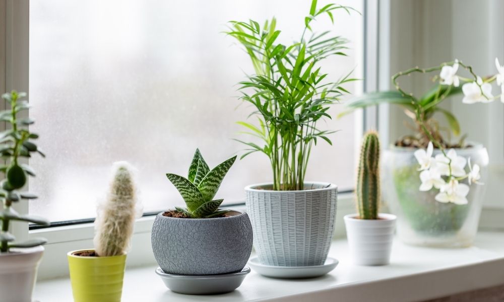 How To Maximize Window Space for Plants