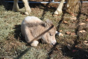 A Pale Baby Goat