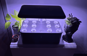 A freshly planted countertop hydroponic system
